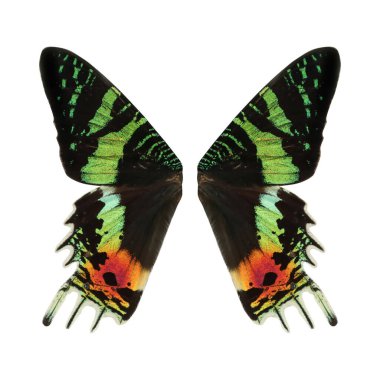 Beyaz arka planda güzel günbatımı güve kanatları