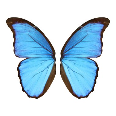 Beyaz arka planda güzel morpho kelebek kanatları