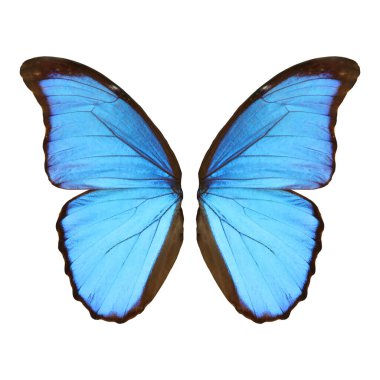 Beautiful morpho butterfly wings on white background clipart