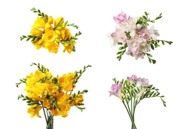 Mooie Roze Gele Freesia Bloemen Witte Achtergrond — Stockfoto