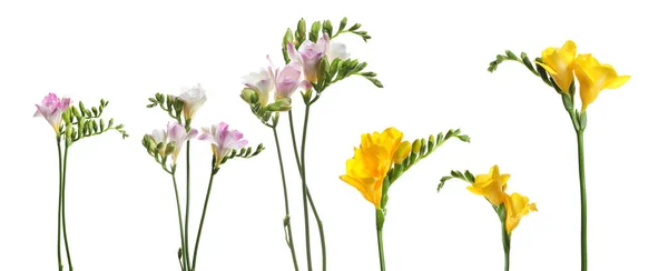 Conjunto Flores Freesia Amarelo Rosa Fundo Branco Design Banner — Fotografia de Stock