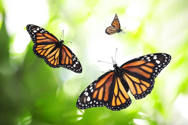 緑の庭を飛ぶ美しい君主蝶 — ストック写真