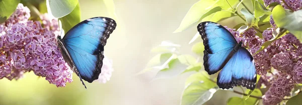 Amazing Common Morpho Butterflies Lilac Flowers Garden Banner Design — Stock Photo, Image