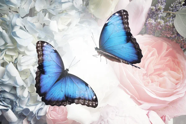 Beau Morpho Commun Papillons Sur Les Fleurs Gros Plan — Photo