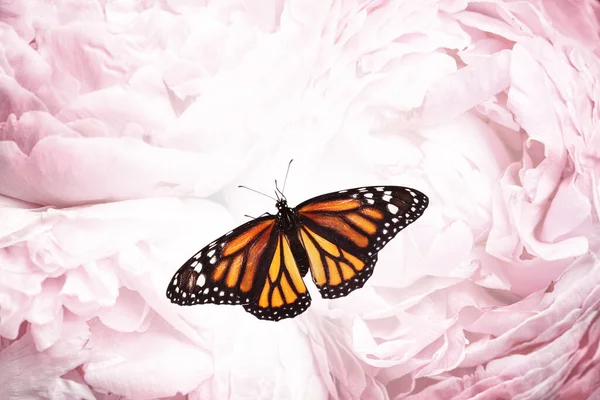 Удивительная Бабочка Монарх Красивых Цветах Крупным Планом — стоковое фото