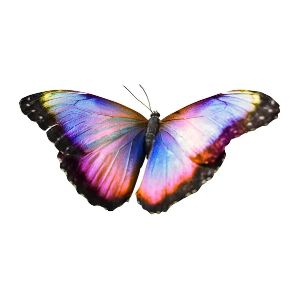 Amazing Bright Color Butterfly Isolated White — Stock Photo, Image