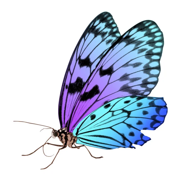 Erstaunlich Helle Farbe Schmetterling Isoliert Auf Weiß — Stockfoto