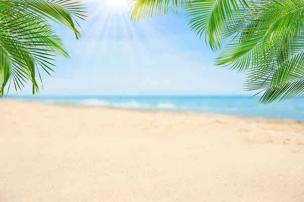 Playa Arena Con Palmeras Cerca Del Océano Día Soleado — Foto de Stock