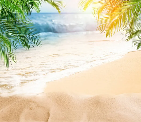 Sandy Beach Palms Ocean Sunny Day — Stock Photo, Image