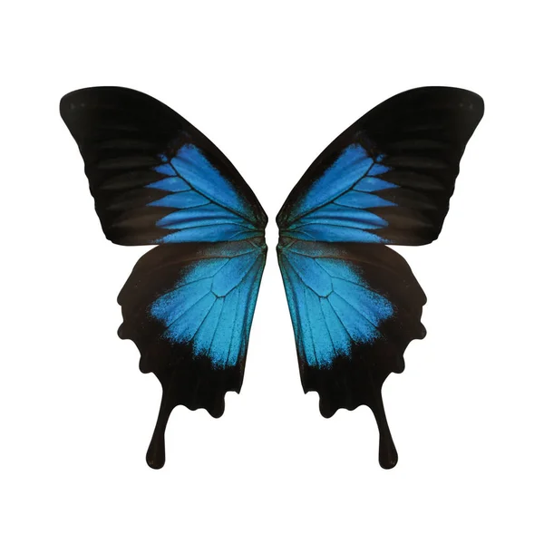 Beautiful Ulysses Butterfly Wings White Background — Stock Photo, Image