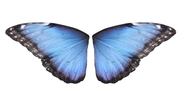 Schöne Morpho Schmetterlingsflügel Auf Weißem Hintergrund — Stockfoto