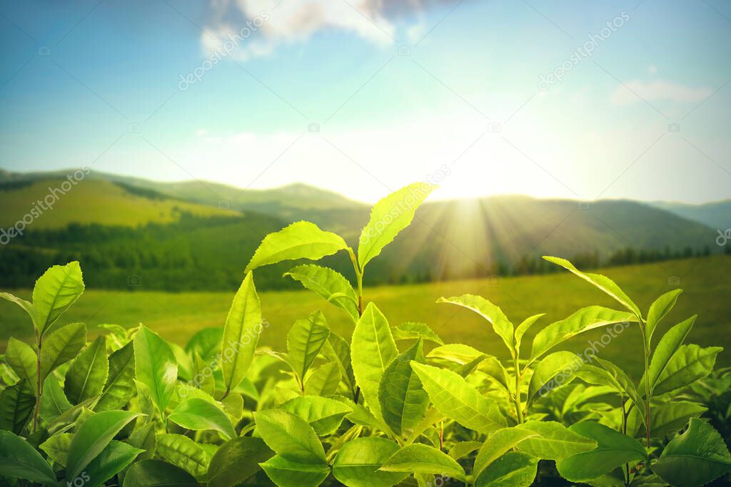 Tea plantation. Plants with fresh green leaves, closeup