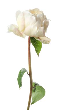 Güzel kokulu şakayık çiçeği bembeyaz