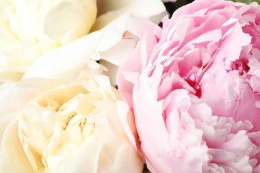 Güzel taze şakayık çiçeklerinin yakın görüntüsü