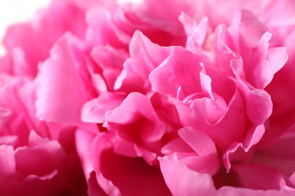 Vista Cerca Hermosa Flor Peonía Rosa — Foto de Stock