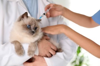 Klinikte kedi aşısı yapan profesyonel veterinerler, yakın plan.