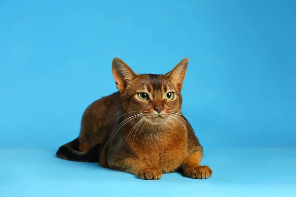 Bellissimo Gatto Abissino Sfondo Azzurro Bellissimo Animale Domestico — Foto Stock