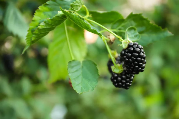 Blackberry Bush Ripe Berries Garden Closeup — Stock Photo, Image