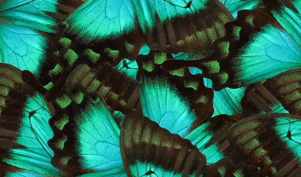 Hermosas Alas Mariposa Cola Golondrina Verde Mar Como Fondo Primer — Foto de Stock