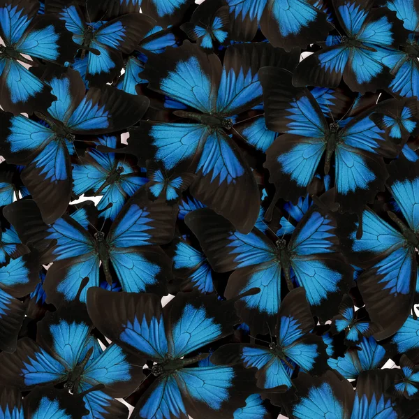 Muchas Hermosas Mariposas Ulises Brillantes Como Fondo —  Fotos de Stock