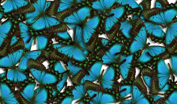 Muchas Mariposas Brillantes Como Fondo Hermoso Insecto — Foto de Stock