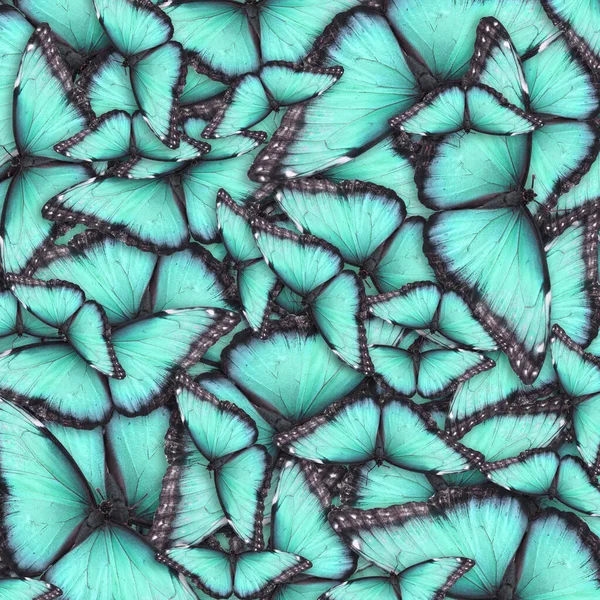 Arka Plan Olarak Birçok Parlak Kelebek Güzel Böcek — Stok fotoğraf