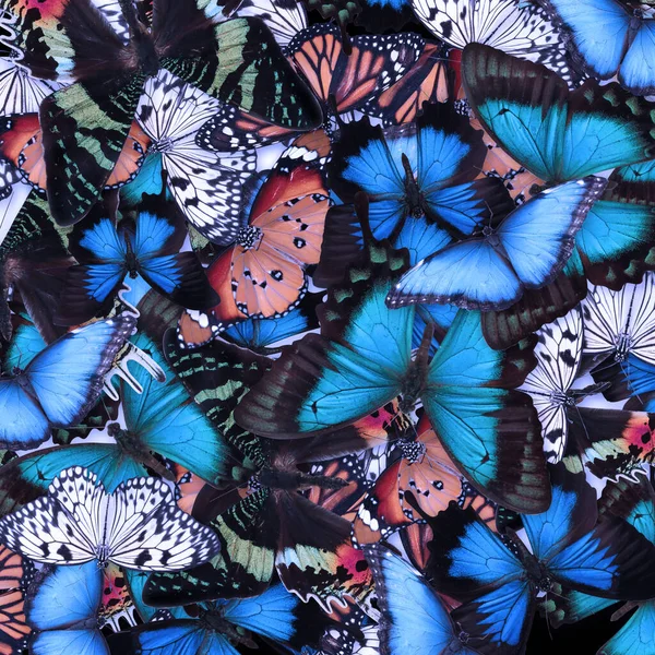Arka Plan Olarak Pek Çok Farklı Parlak Kelebek Güzel Böcek — Stok fotoğraf