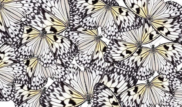 Muchas Hermosas Mariposas Papel Arroz Sobre Fondo Blanco — Foto de Stock