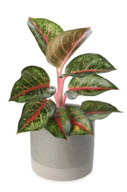 Beautiful Aglaonema plant in flowerpot isolated on white. House decor clipart
