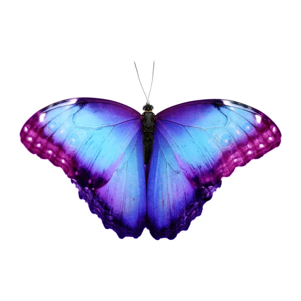 Erstaunlich Helle Farbe Schmetterling Isoliert Auf Weiß — Stockfoto
