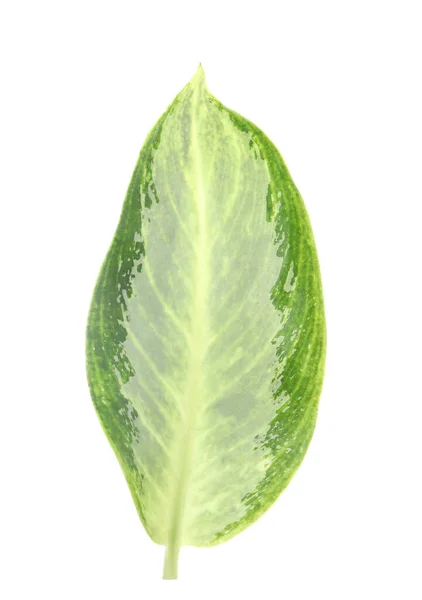 Aglaonema Leaf Isolated White Beautiful Tropical Plant — Stock Photo, Image