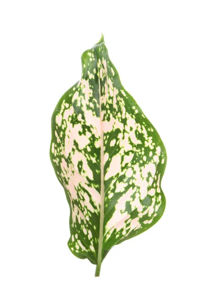 Foglia Aglaonema Isolata Bianco Bella Pianta Tropicale — Foto Stock