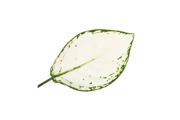Aglaonema Yaprağı Beyaza Izole Edilmiş Güzel Tropikal Bitki — Stok fotoğraf