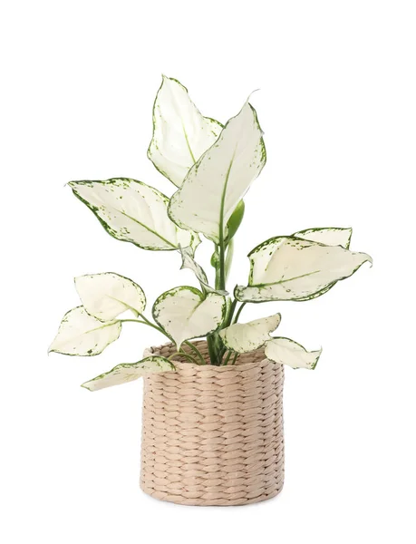 Beautiful Aglaonema Plant Flowerpot Isolated White House Decor — Stock Photo, Image