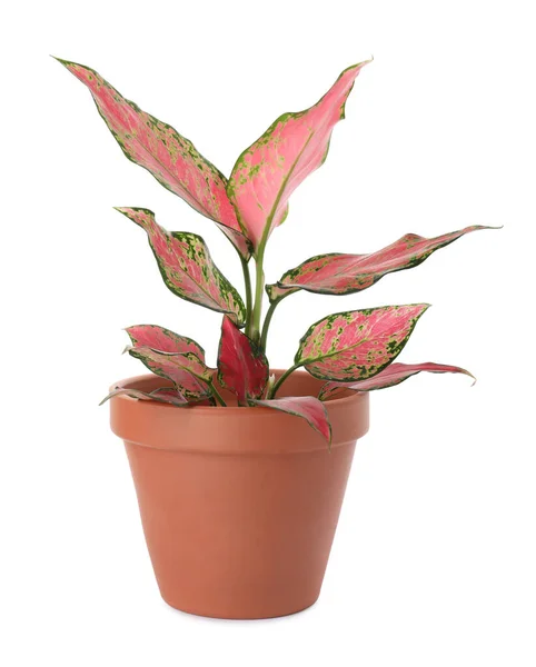 Bella Pianta Aglaonema Vaso Isolato Bianco Arredamento Della Casa — Foto Stock