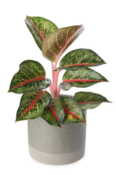 Beautiful Aglaonema Plant Flowerpot Isolated White House Decor — Stock Photo, Image