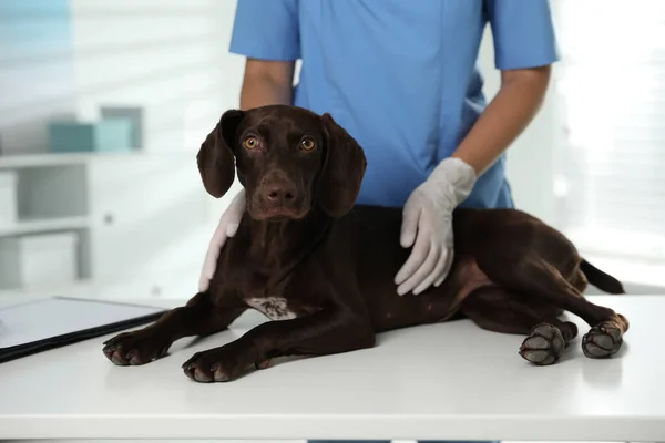 Professionell Veterinär Undersöka Hund Kliniken Närbild — Stockfoto