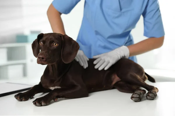 Profesionální Veterinární Lékař Vyšetřující Psa Klinice Detailní Záběr — Stock fotografie