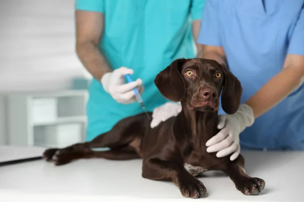 Professional Veterinarians Vaccinating Dog Clinic Closeup — Stock Photo, Image