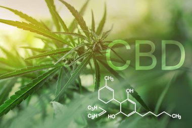 Yeşil kenevir bitkisi ve CBD formülünün yakın görüntüsü