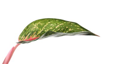 Aglaonema yaprağı beyaza izole edilmiş. Güzel tropikal bitki