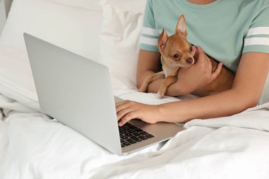 Chihuahua ve dizüstü bilgisayarı olan genç bir kadın. Merkez ofis kavramı
