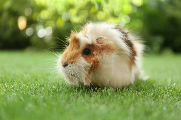 Cute Guinea Pig Green Grass Park — Stock Photo, Image