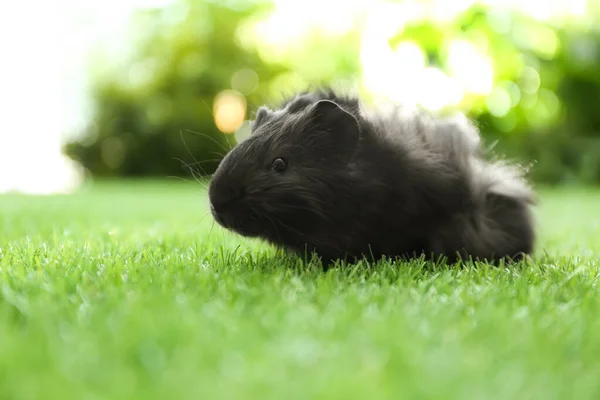 Cute Cobai Porc Iarbă Verde Parc — Fotografie, imagine de stoc