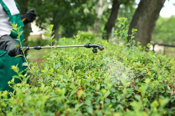 Arbeiter Sprühen Pestizide Auf Grünen Busch Freien Nahaufnahme Schädlingsbekämpfung — Stockfoto