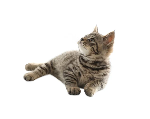 Söt Tabby Kattunge Vit Bakgrund Bebisdjur — Stockfoto