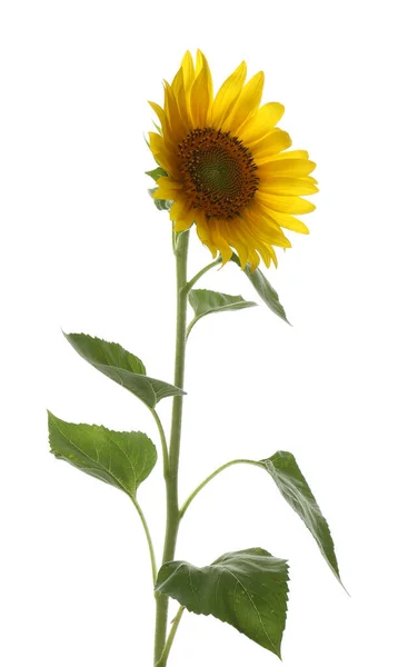 Vacker Ljus Blommande Solros Isolerad Vit — Stockfoto