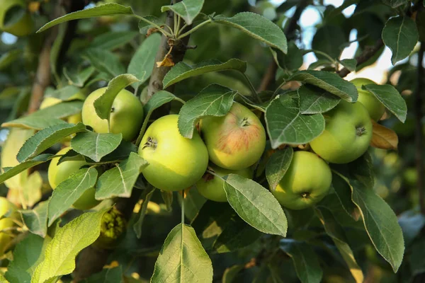 Dojrzałe Jabłka Gałęzi Drzewa Ogrodzie — Zdjęcie stockowe