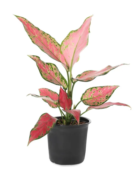 Bella Pianta Aglaonema Vaso Isolato Bianco Arredamento Della Casa — Foto Stock