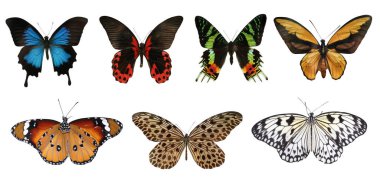 Set of beautiful butterflies on white background clipart